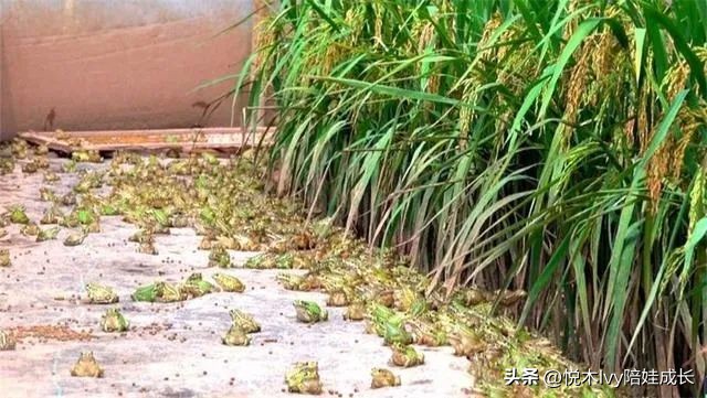 辛弃疾西江月稻花香里说丰年赏析,辛弃疾的西江月稻花香里说丰年