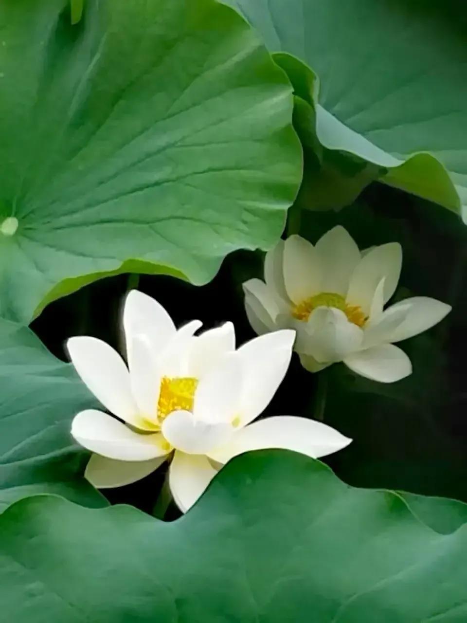 咏荷诗大全100首,十首绝美的咏荷古诗文库