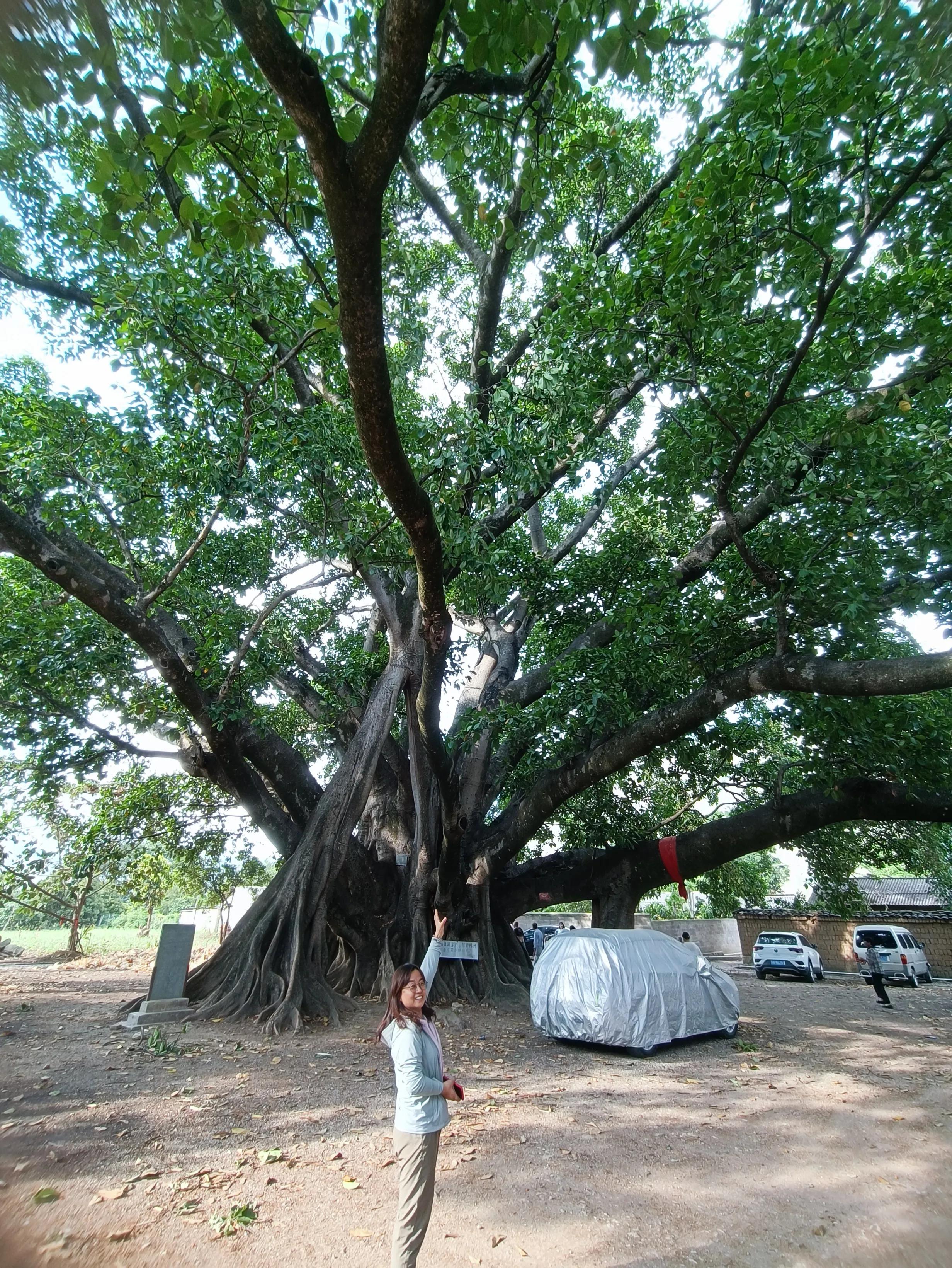 云南旅游10天自由行攻略,来一趟说走就走的云南之旅