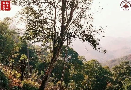 老海塘古树普洱茶特点,老海塘古树茶口感