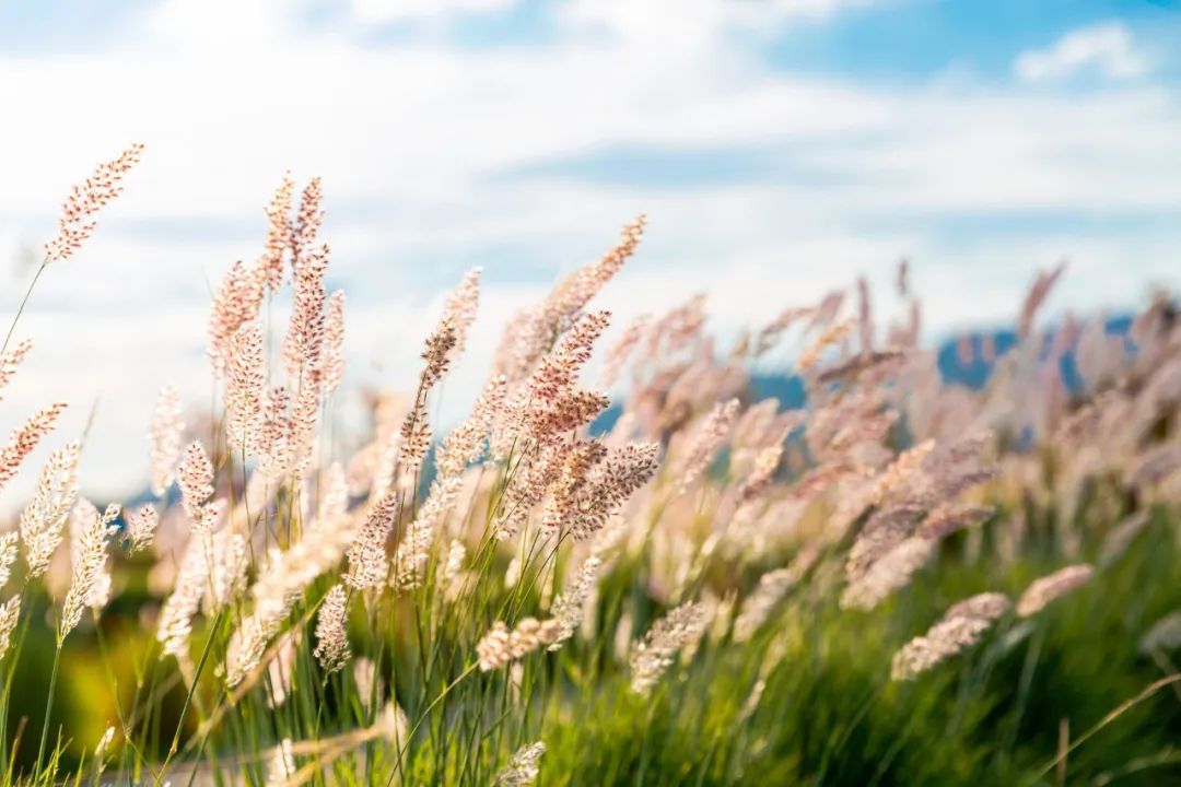 春游踏青唯美诗句,让人惊艳的春游诗句