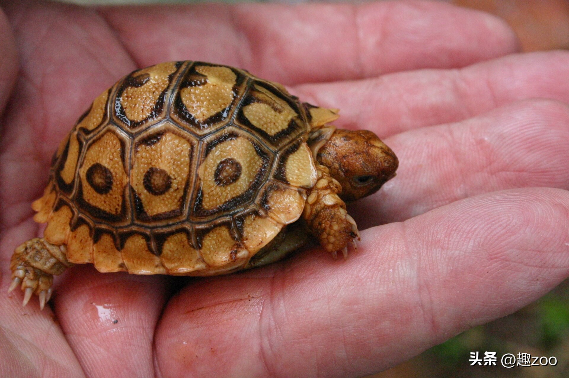 世界上最贵的龟粮排行榜,最贵的龟类