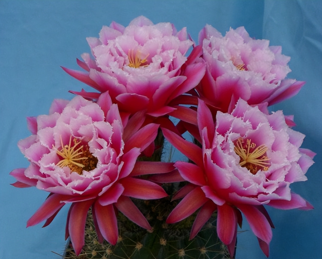 毛花柱仙人球品种大全,顶级精品仙人球花