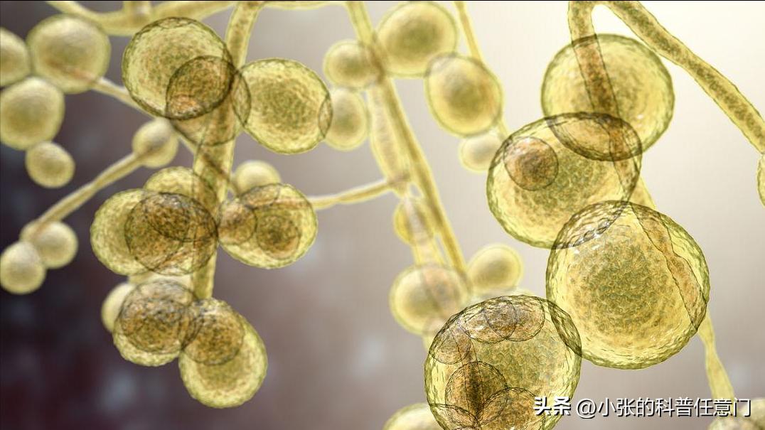 淫羊藿野生和种植效果有区别吗,淫羊藿根系