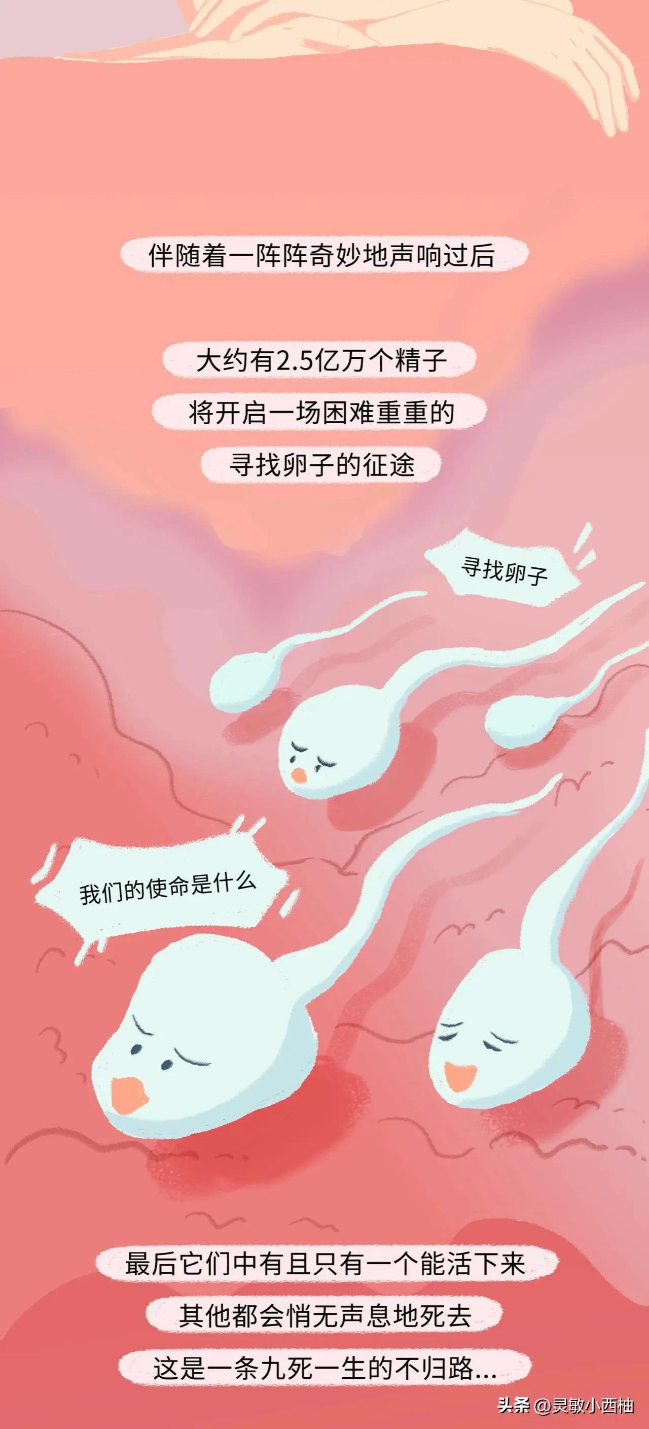 这就是精子进入女性体内的全过程，太神奇了！（漫画）