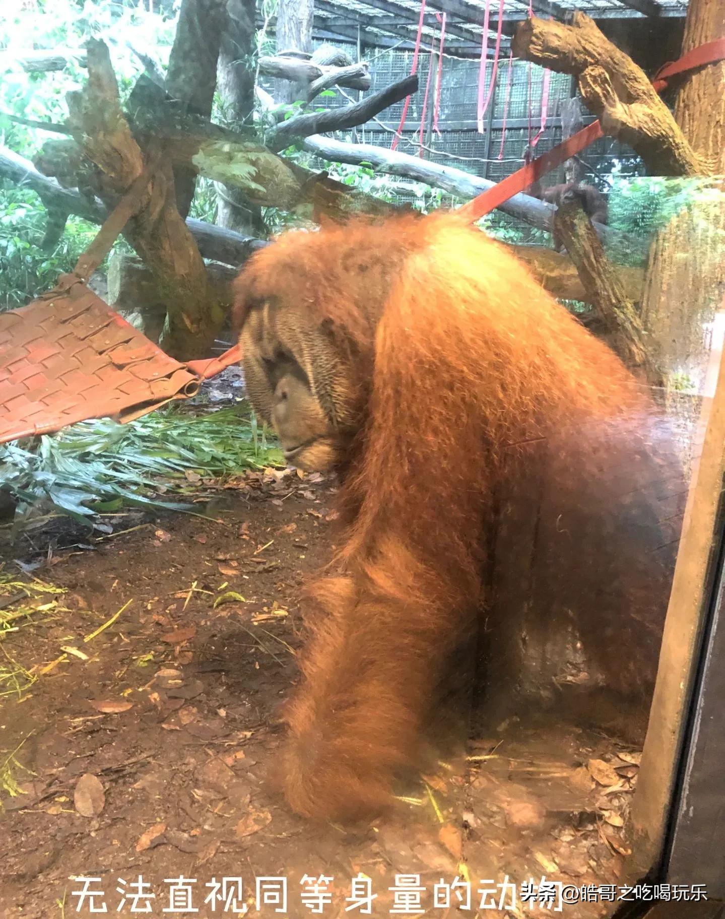 新加坡马来西亚穷游攻略,穷游攻略新加坡点滴时光