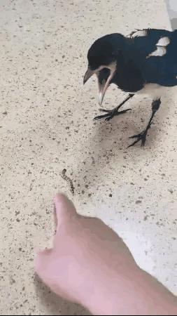 爆笑的动图,爆笑动图大集锦