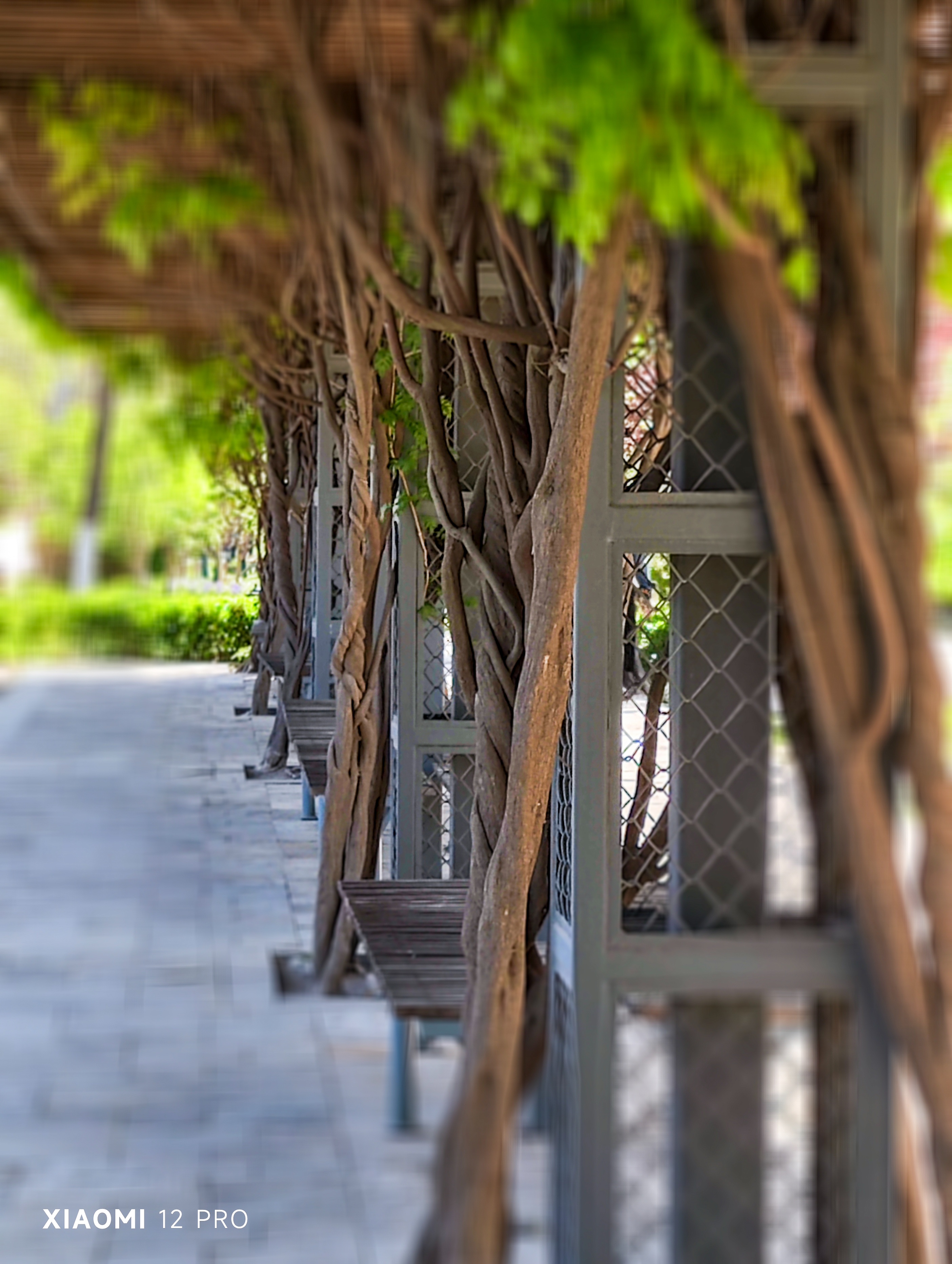 天津二宫的视频,天津二宫春色满园