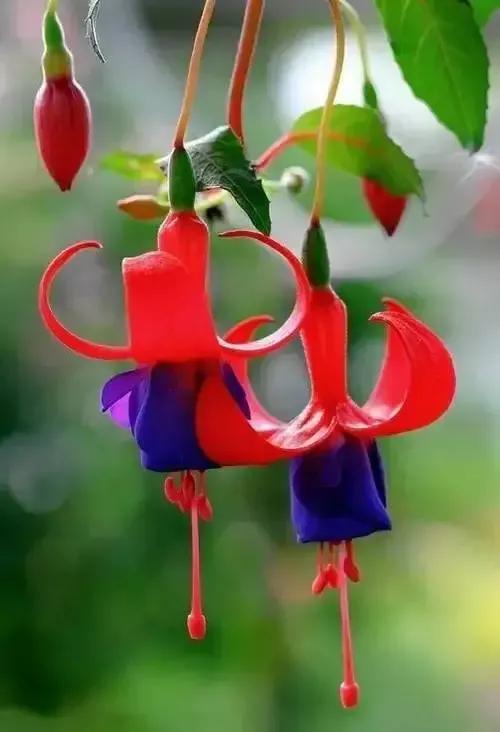 倒挂金钟花图片大赏,开单放鞭炮庆祝图片图文