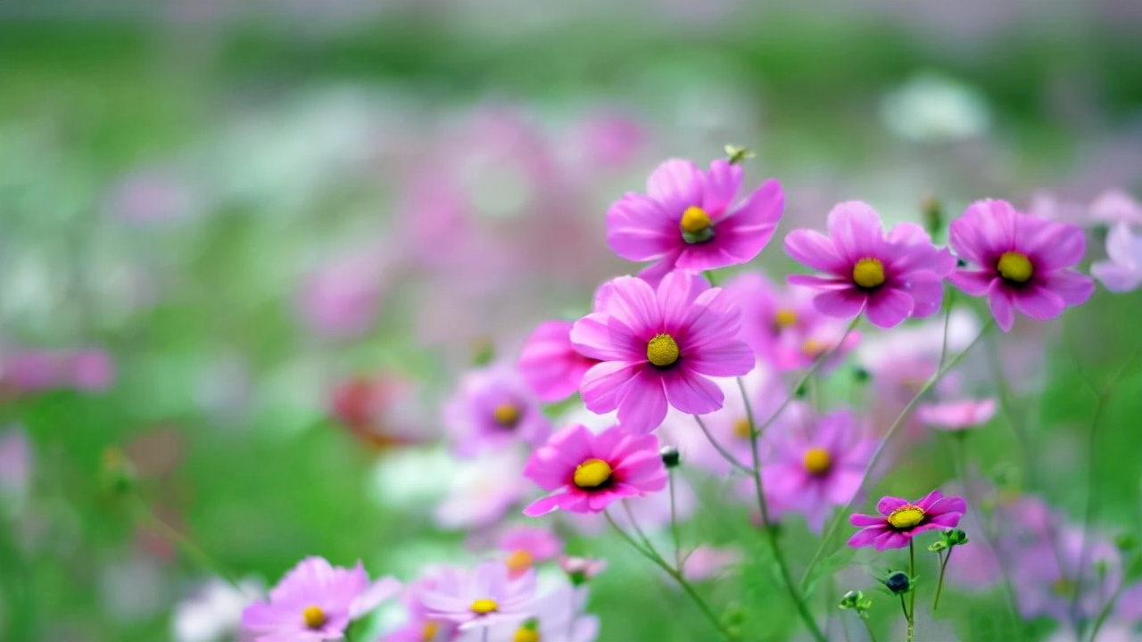 淘宝拼多多怎么运营和开店,小白拼多多运营技巧