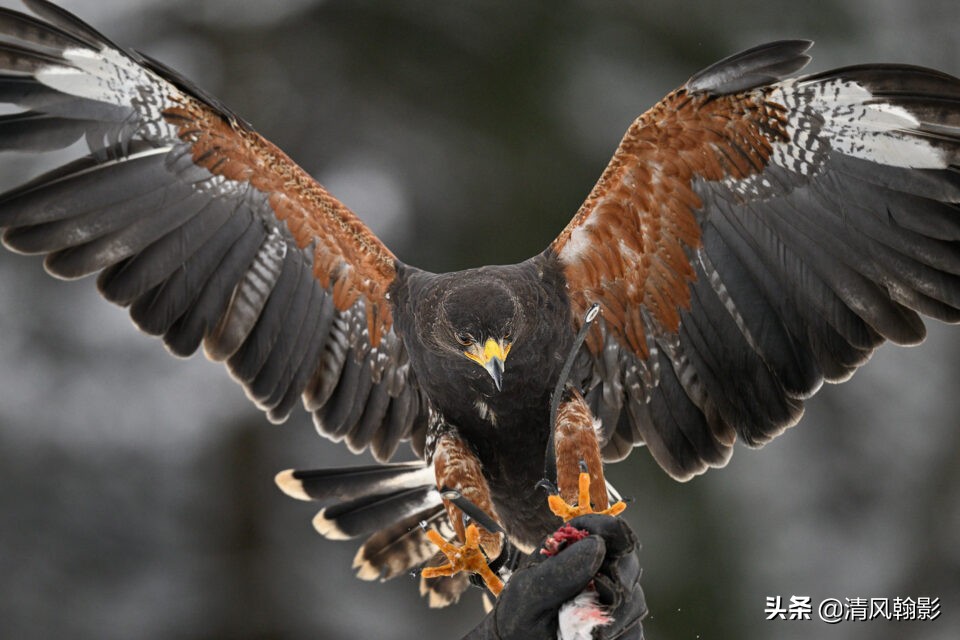 z9拍鸟照片,z9相机购买攻略
