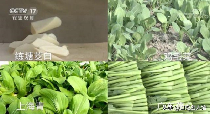 上海奇人：养鱼不换水，种菜不施肥，年入3600万，疫情在家也不愁