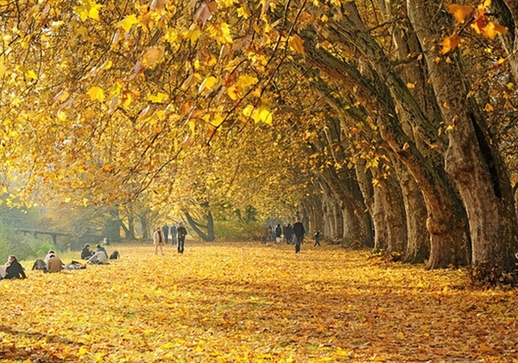 飞花令中读诗词23,飞花令梧桐