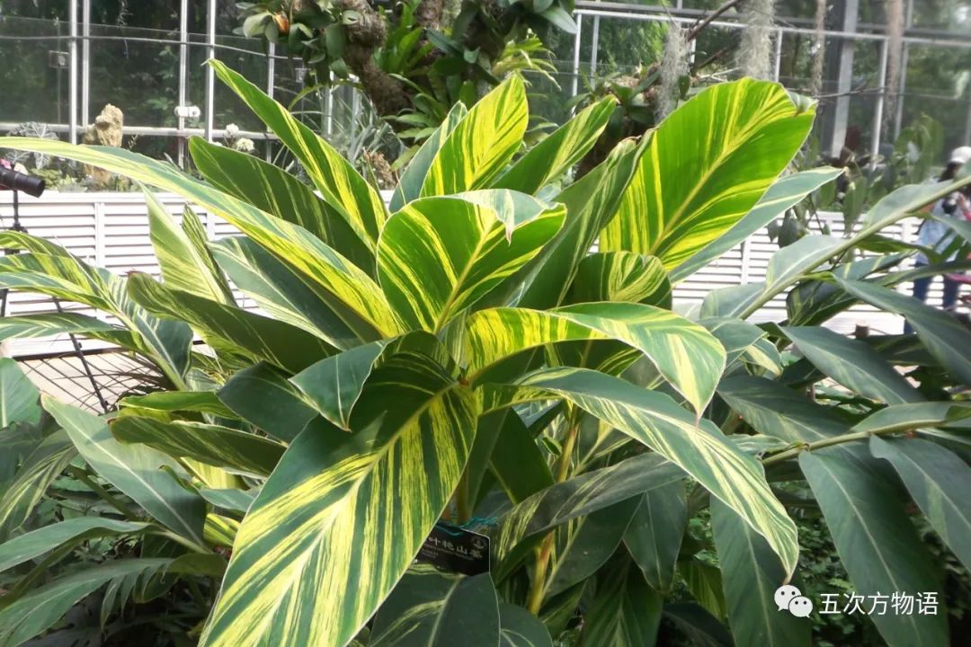 12种香料及分量,姜科植物的香料有哪些