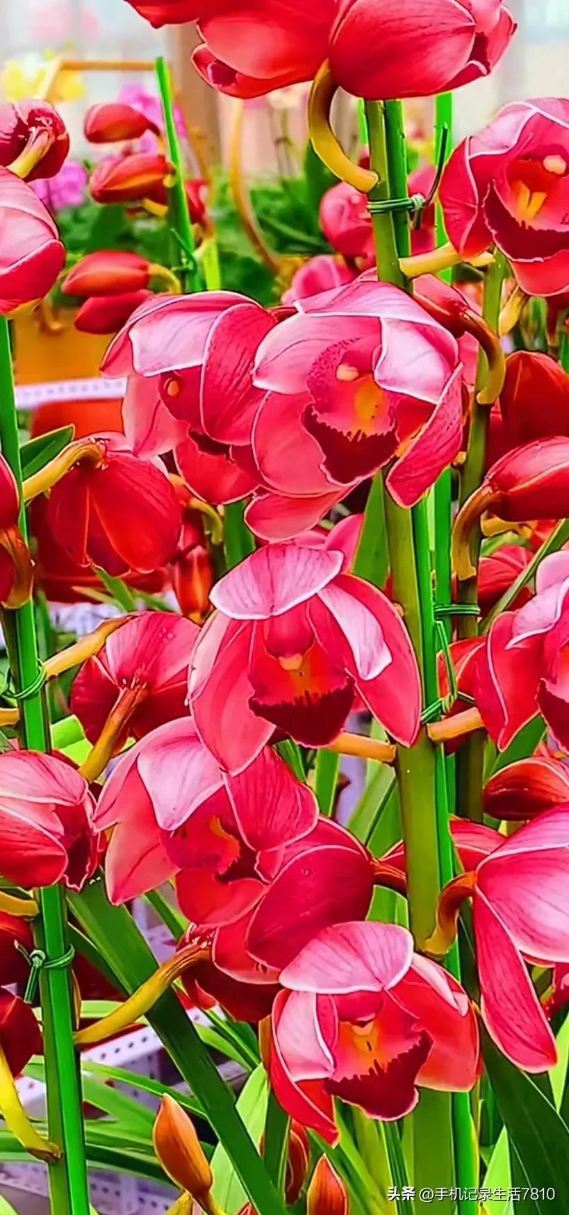 蕙兰花图片欣赏,叶子宽的黄花大蕙兰图片