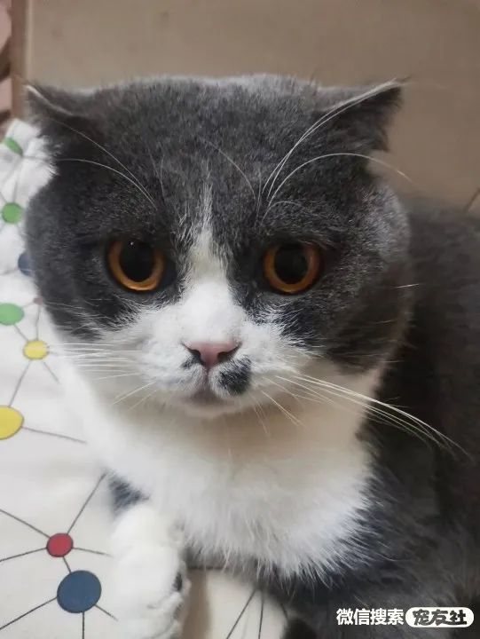 同城附近宠物店领养*养送**平台, 无偿幼猫咪狗狗救助-1231宠友社