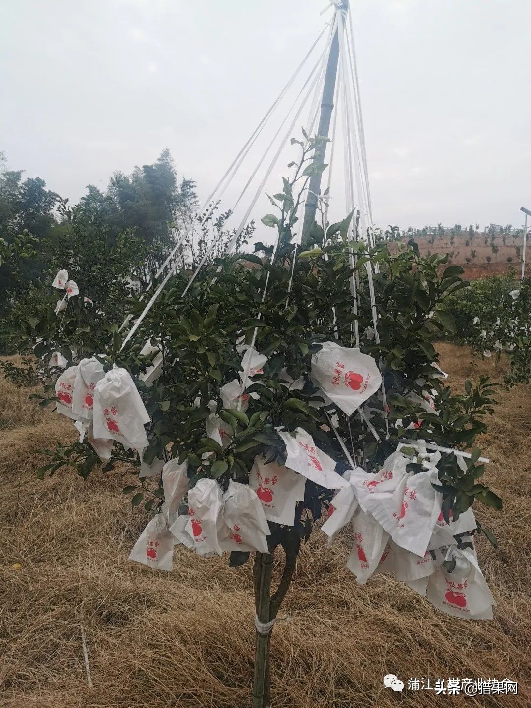 阳光一号柑橘裂果,阳光一号如何防治裂果