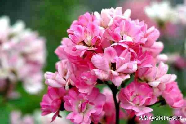 世界上最美的花朵前十,世界公认的最美花朵排名