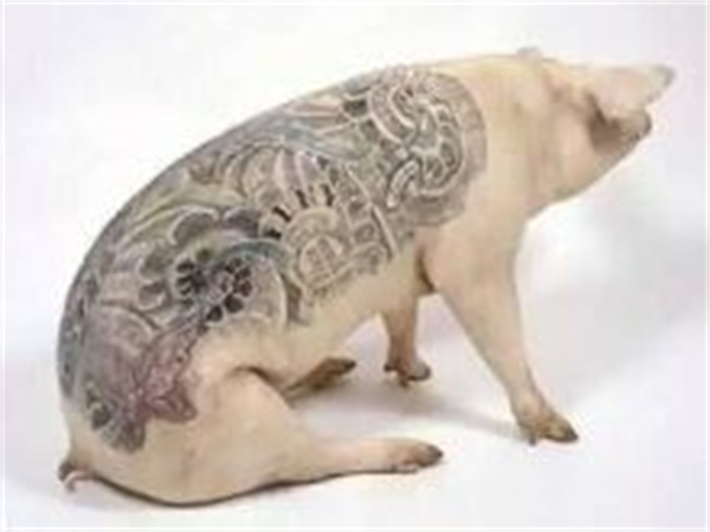 男子给活猪纹身，一张猪皮可卖百万，香奈儿高价买走做成限量皮包