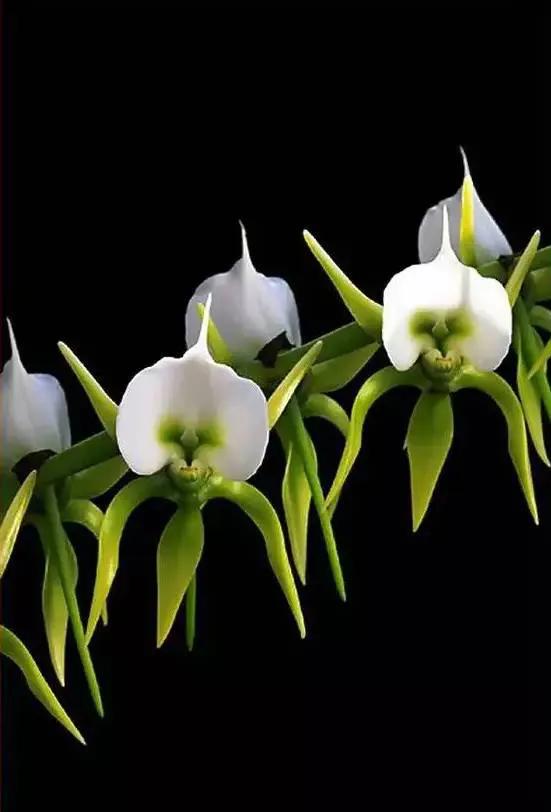 十种最有名的兰花图片,最美的100种兰花图片