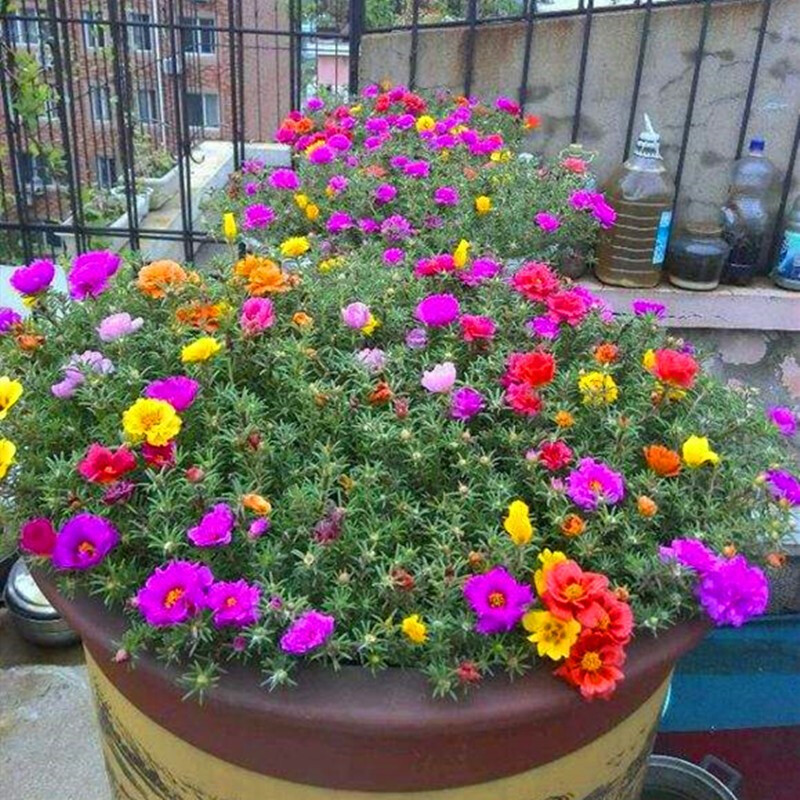 夏天养3种花，必须“心狠手辣”！风吹日晒多淋雨，呼呼开爆花！