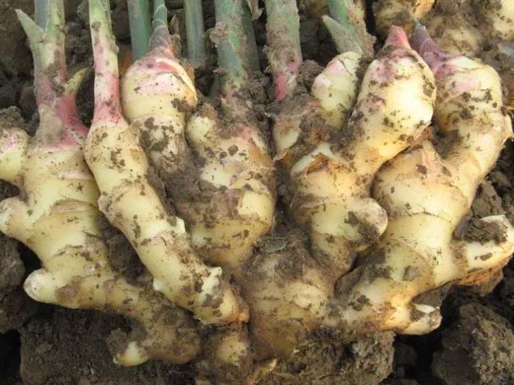 中国地理标志产品生姜,中国地理标志产品