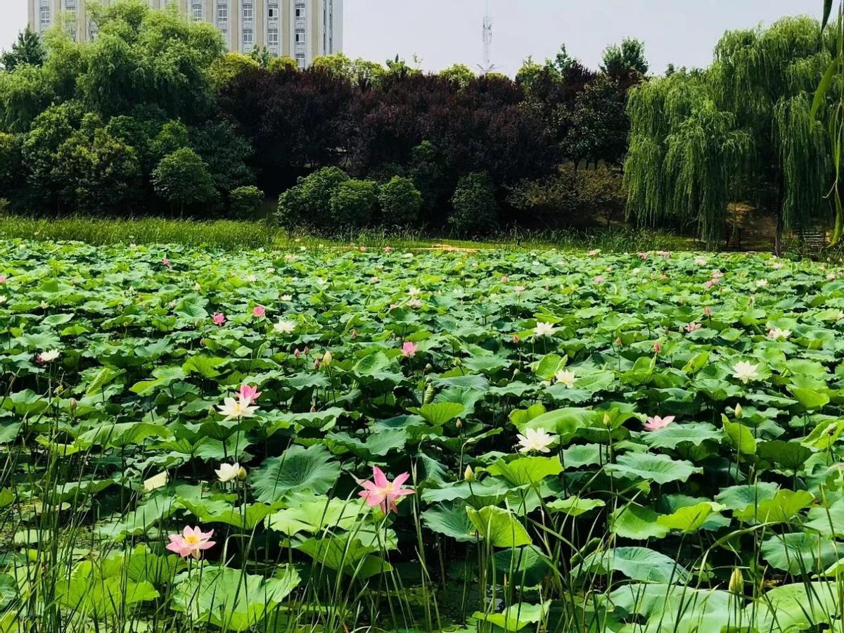 漯河赏荷,漯河看荷花的地方