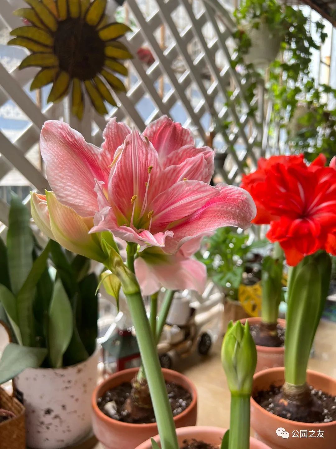 很多人羡慕的阳台,让别人羡慕的阳台