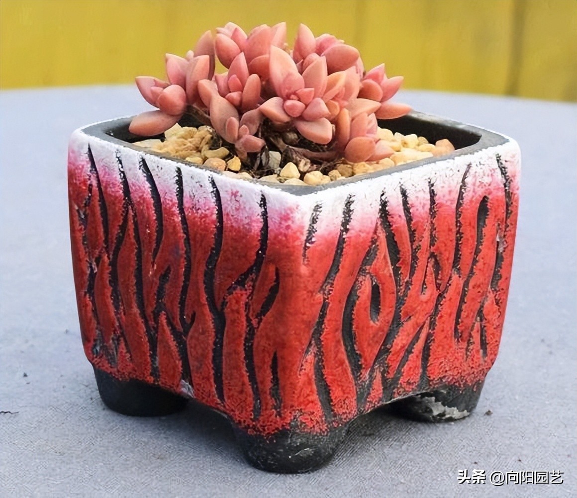 ​现在这个时代，卖多肉全靠口碑，卖1次假货，不会有人再买