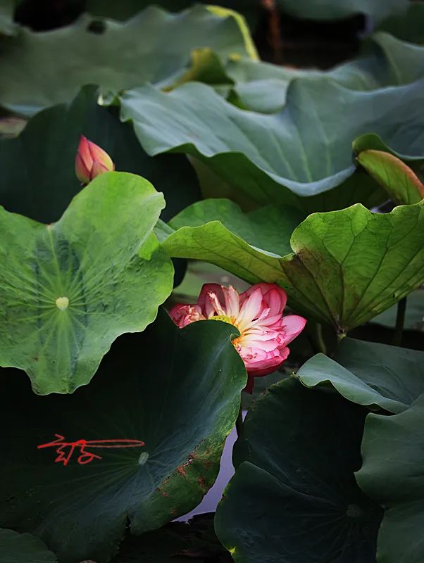 淮阳荷花节什么时间最好看,淮阳看荷花节开幕