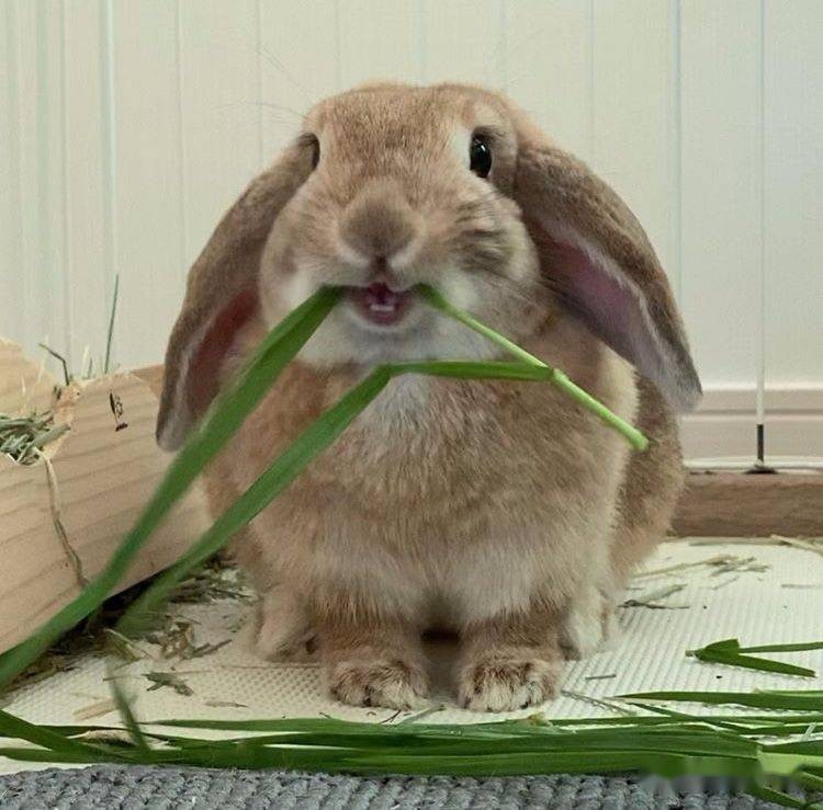 为什么兔子不能大规模养殖,兔子有多难养殖