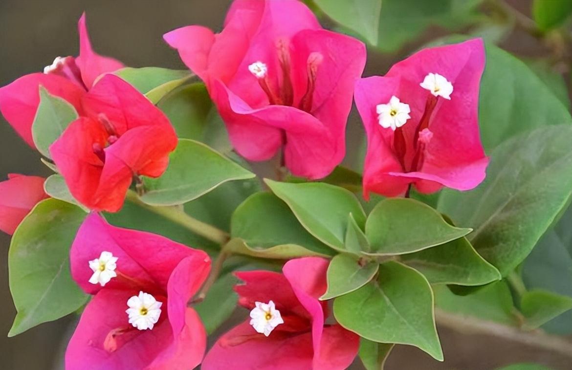 院子种2棵巴西进口花，花开似海，风景独特，美不胜收