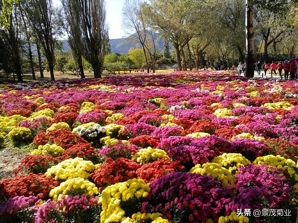 可食用的菊花品种,多头菊花品种图片