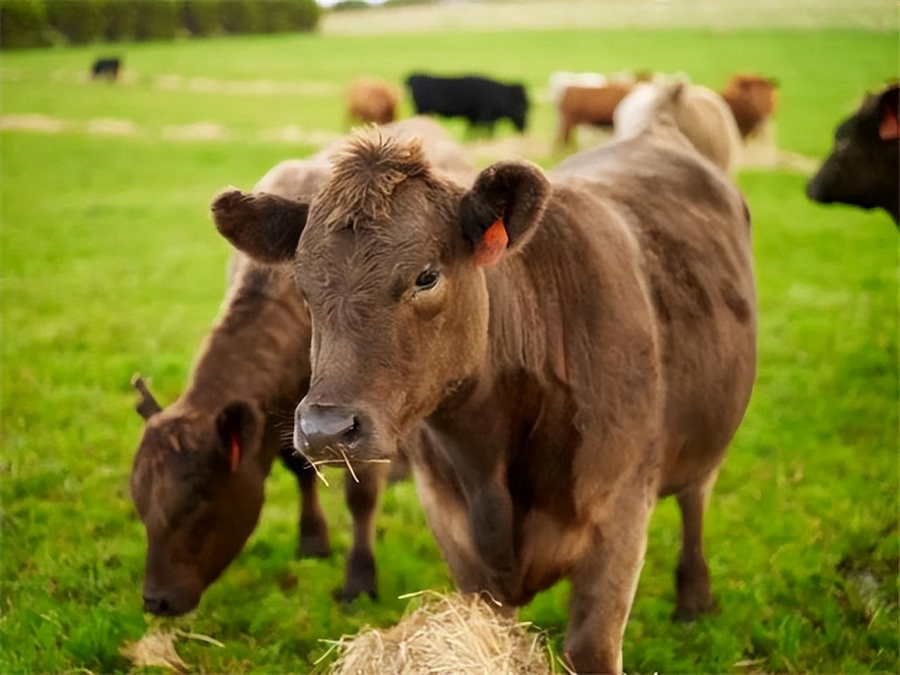 澳大利亚牛肉市场,中国与澳大利亚牛肉贸易发展前景