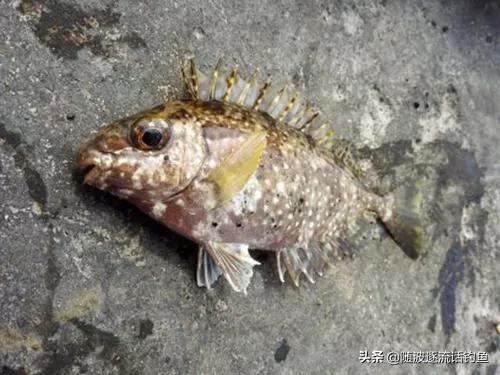 蚝排筏钓鲷鱼怎样打窝,蚝排钓泥猛用什么