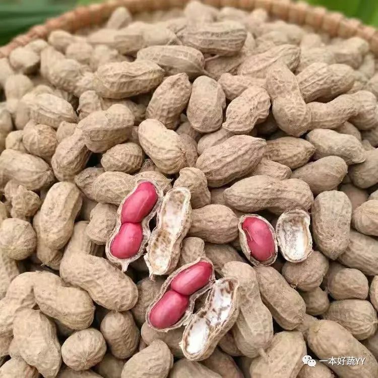 无糖无盐花生酱升糖,自制花生酱吃得放心健康