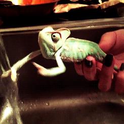 世界上最奇怪最大最恐怖的蛇图片,世界上十大恐怖诡异蛇