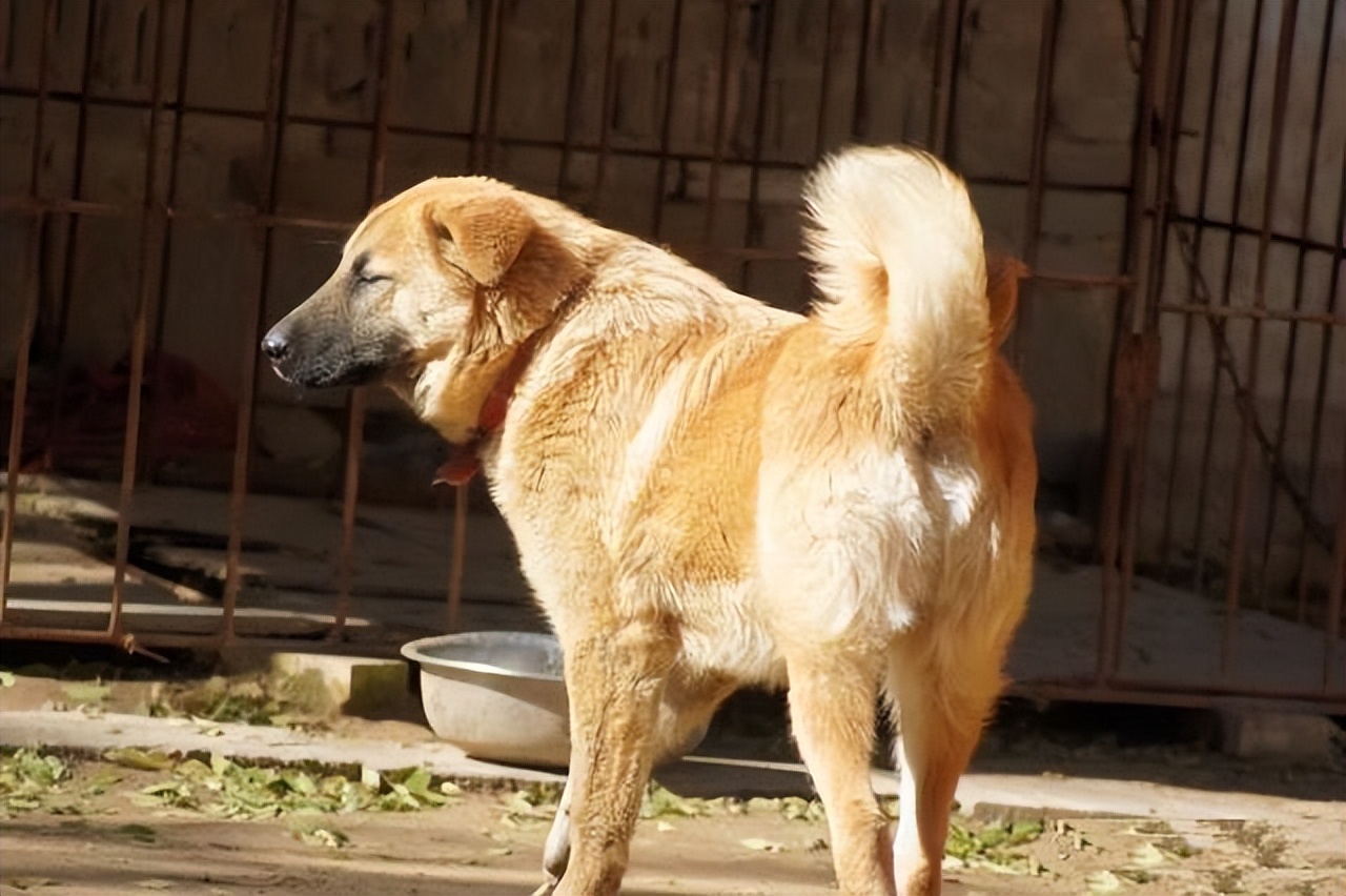 30种常见犬图片,40种常见名犬图片
