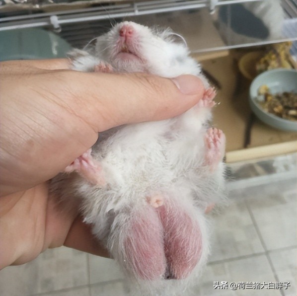 仓鼠怎么养,仓鼠怎么分辨公母看耳朵图解