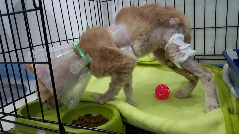 猫咪被我打的腿瘸了怎么办,猫咪跑跳都没事但走路腿瘸