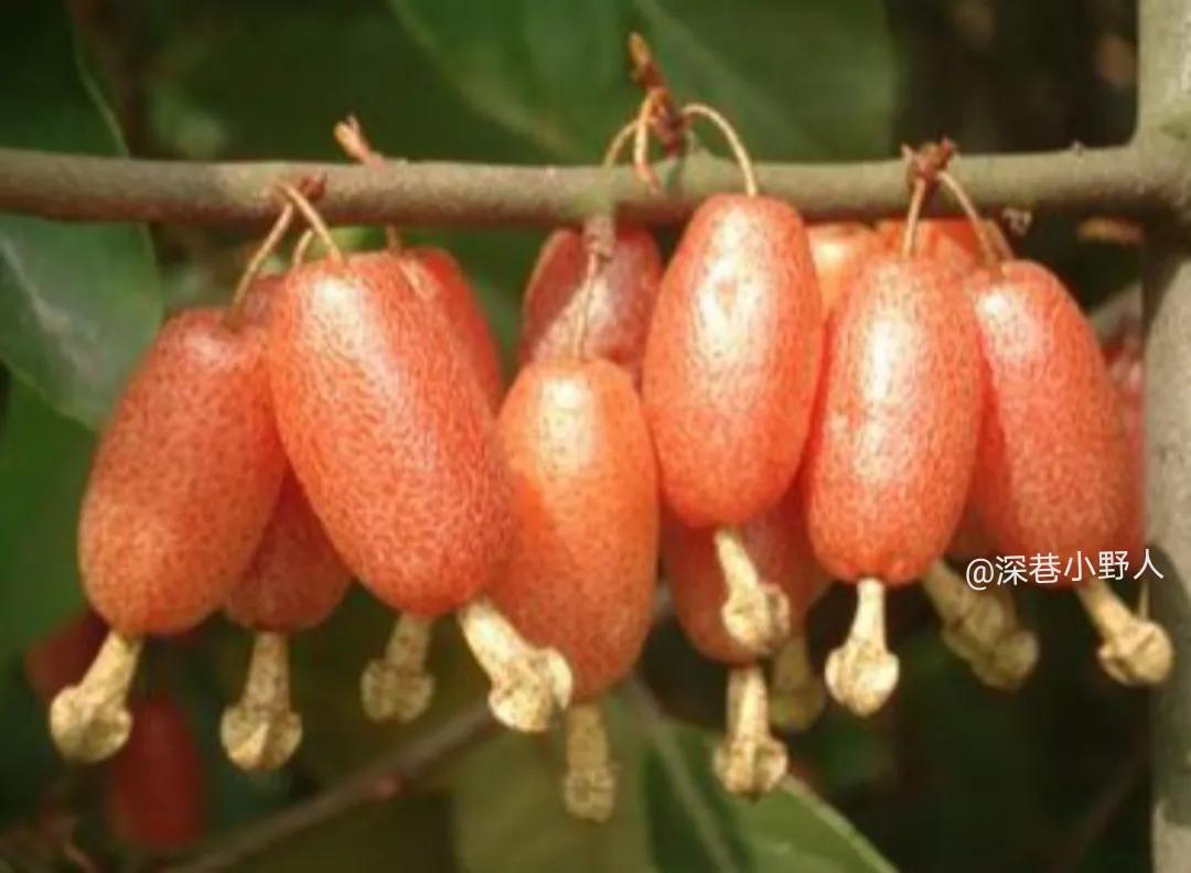 野果羊奶果学名叫什么,像羊奶果的野果比较小