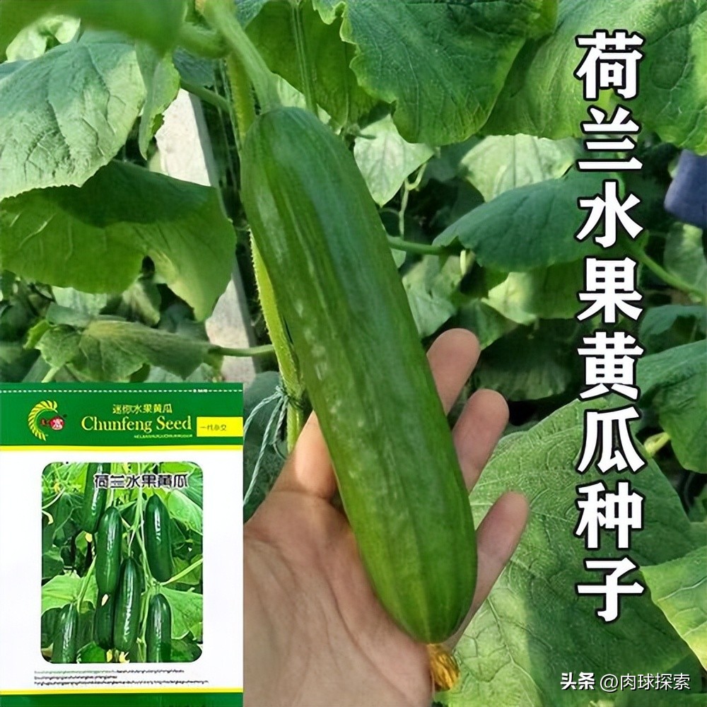 买的种子为什么不能继续再留种了？