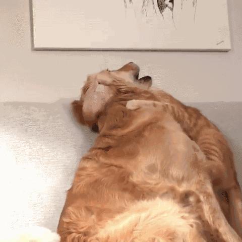 新手养狗适合养什么,建议穷人养的10种便宜狗