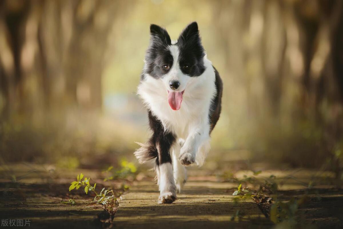 狗冲进足球场挡住一粒进球,小狗进足球场扑球