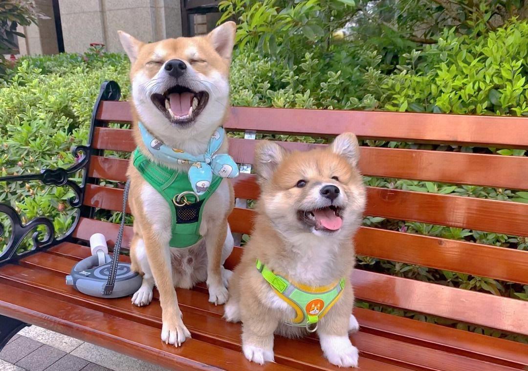 不懂就问，打断狗狗“交配”，会有什么后果？