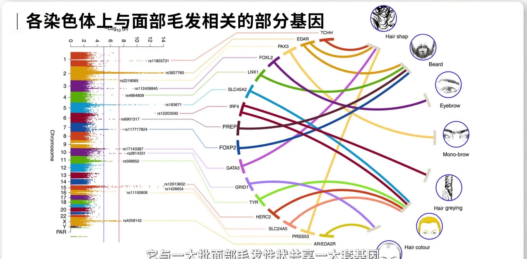 人类进化出野生四肢,人类在进化过程中逐渐退化的器官
