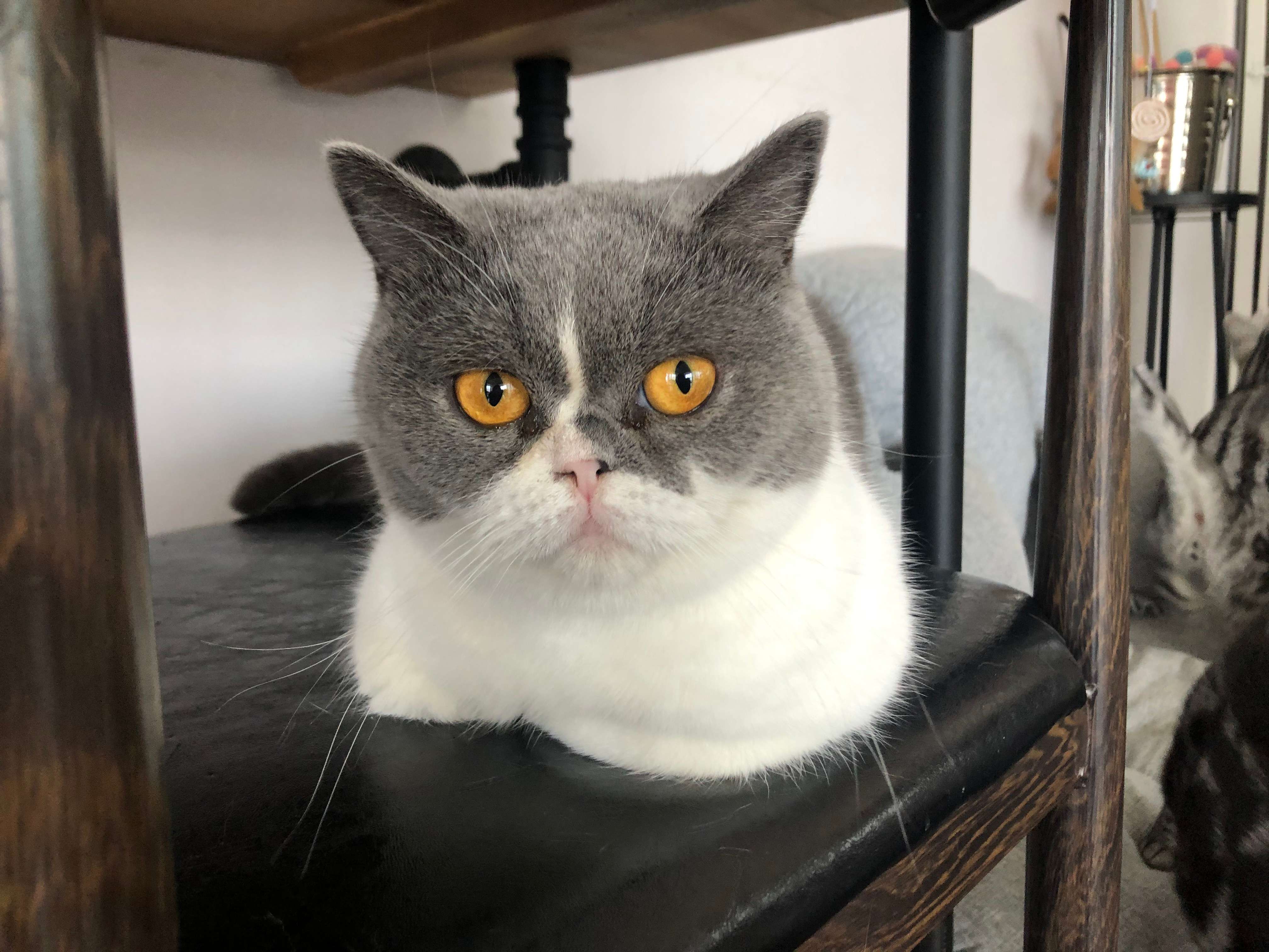 猫咪应该怎样饲养，它们的饲养方式是什么？