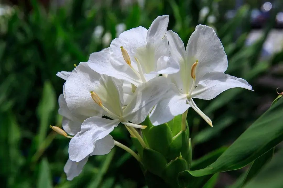 12种香料及分量,姜科植物的香料有哪些