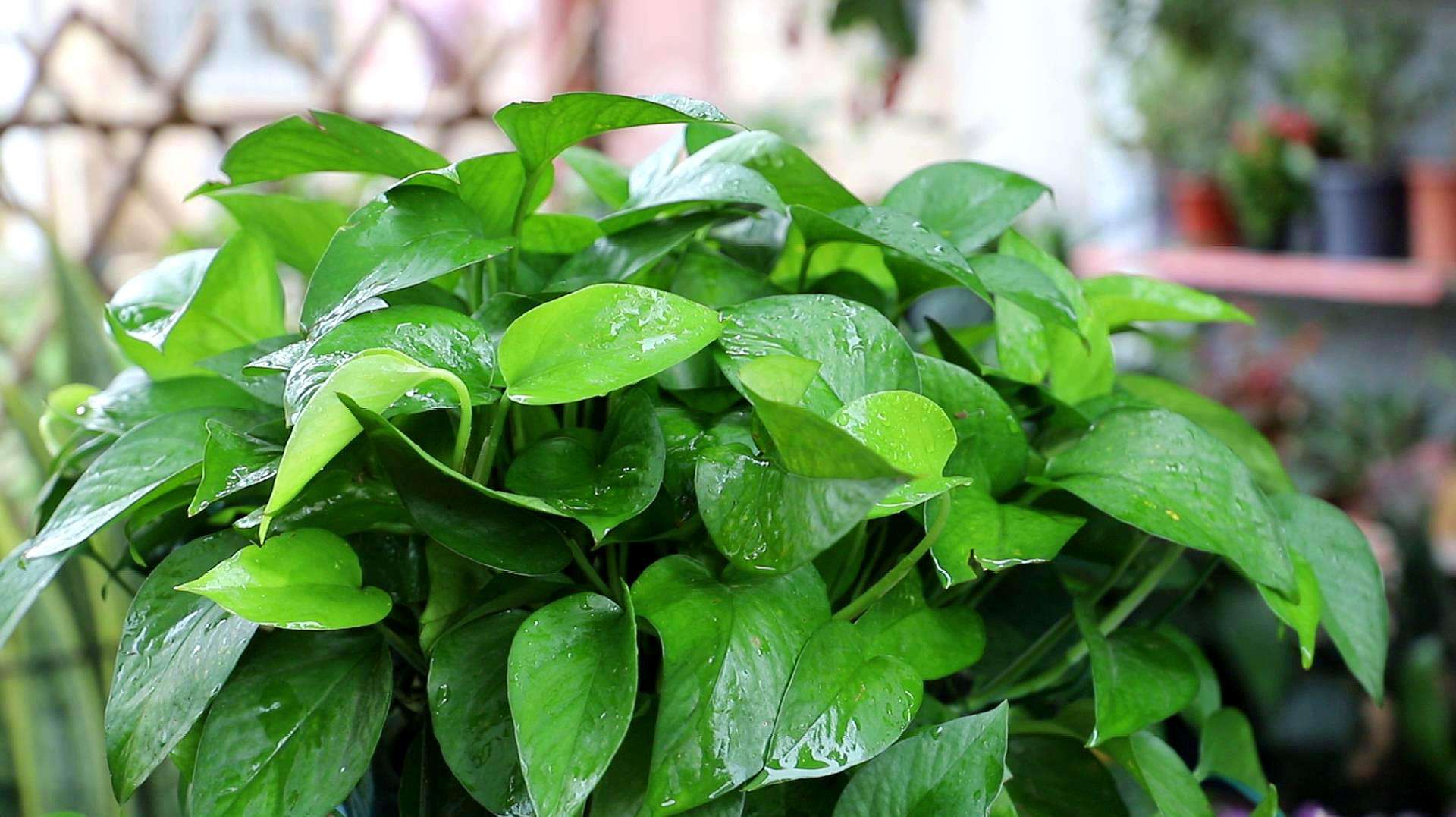 这几种常见花有毒居家养护要小心,四种剧毒的花家里千万别养