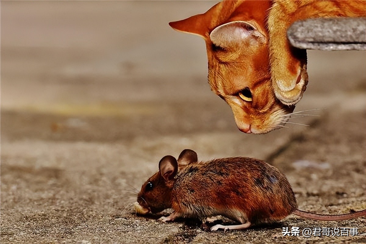 猫抓住老鼠后为什么老鼠放弃抵抗,猫抓住老鼠为什么要玩